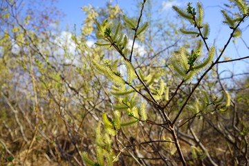 Obraz premium 春の山に自生するネコヤナギ