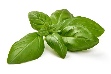 Fresh organic basil leaves, isolated on white background