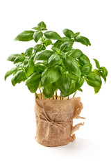 Naklejka premium Pоt of basil, isolated on white background
