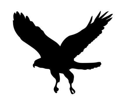 Eagle silhouette on white background.