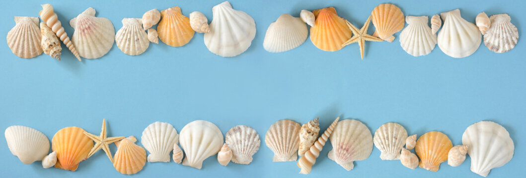 Shells on a blue background