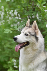 portrait of a dog breed Siberian husky on a background of flowering trees