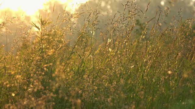 Grass and sun nature background in the morning, birds singing, 4k