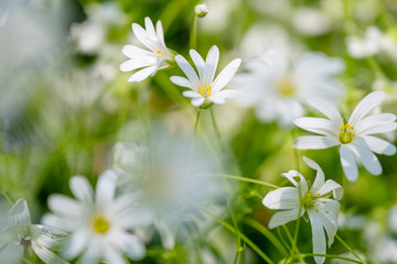 Blumenwiese im Frühling