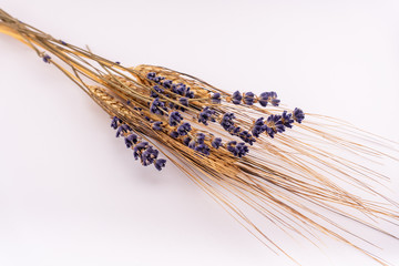 Bunch of dried lavender and wheat on a white background