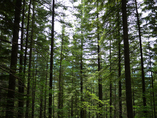 Amazing forest view at Rattlesnake Ledge trail in Washington, USA.