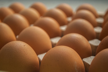 Chicken eggs in the tray