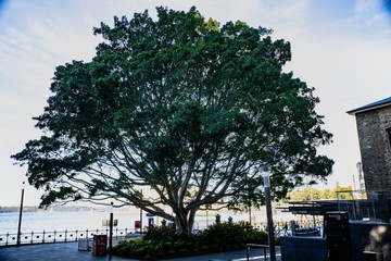 Beautiful Park on Sydney Australia harbour On a beautiful sunny day clear blue skies