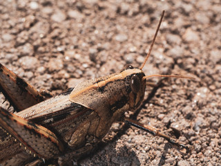 Grasshopper on Floor