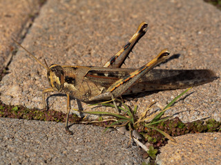 Grasshopper on Concrete Ground
