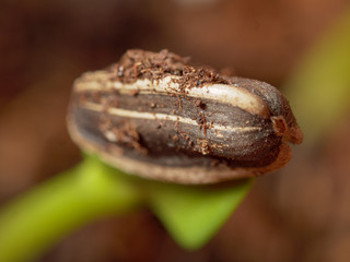 Seed with Dirt Connected to Seed