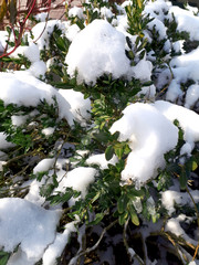 Boxwood. The branches of the boxwood pagsagot and ice. Boxwood leaves close-up. The winter season. Southern shrub under snow. Green and white.