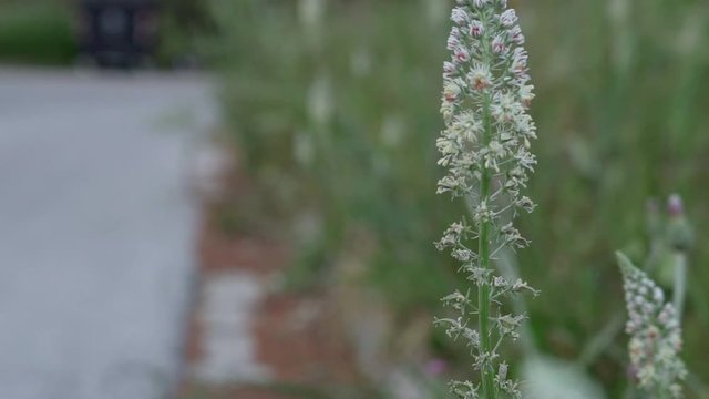 Close up footage of reseda alba in meadow during spring at Kifissia Slow motion