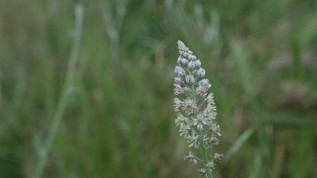 Close up footage of reseda alba blossoming in a green meadow during spring at Kifissia, Greece SLOW MOTION pan shot