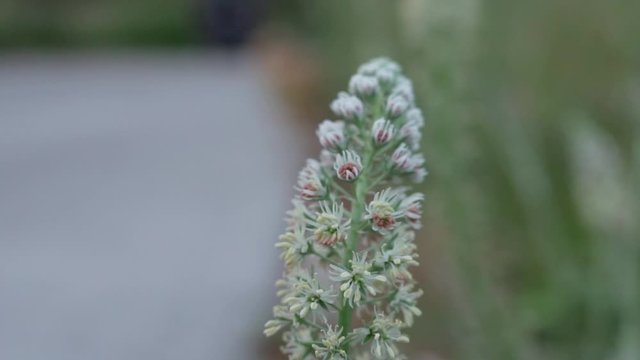 Close up footage of reseda alba blossoming in a green meadow during spring at Kifissia, Greece SLOW MOTION pan shot