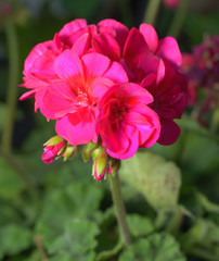 Pink Flower with Baby Buds Beneath