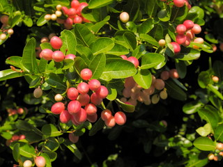 Close-up many red ripe fruit of Karanda fruits or Carunda, Christ's Thom, (Carissa carandas Linn.) blossom on branches with green leaves blurred background, the organic healthy fruit.