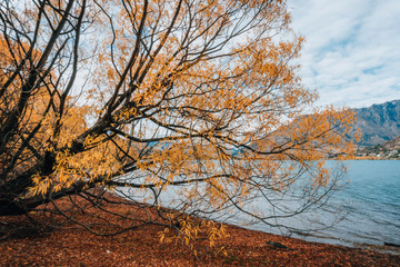 Autumn leaves orange red yellow trees mountain lake