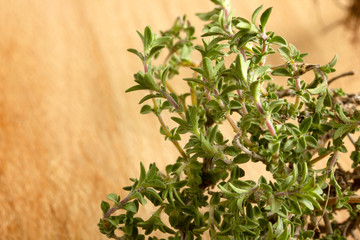 fresh thyme on wooden table