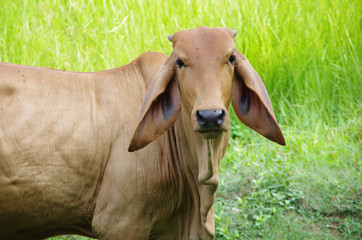 cow on a farm green grass

