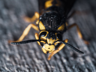 Western Yellowjacket Wasp Antennas Macro