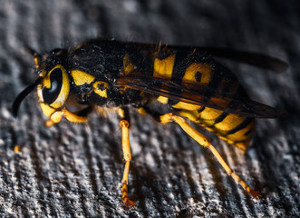 Western Yellowjacket Wasp Macro