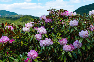 大山のシャクナゲ
