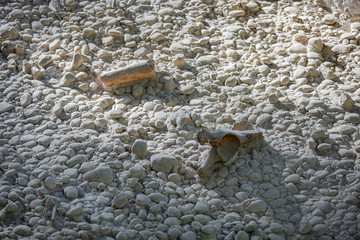 Antiche ossa di mammut del periodo Pleistocene nel bacino di Venosa nel Parco di Notarchirico in Basilicata in Italia del Sud