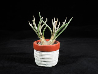 Close-up a Astrophytum Caput-Medusae cactus in white flower pot on black background.