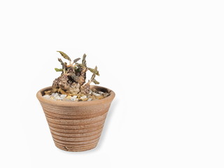 Close-up a group of Dorstenia foetida cactus in flower pot isolated on white background with copy space.