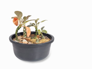 Close-up a group of Dorstenia foetida cactus in flower pot isolated on white background with copy space.