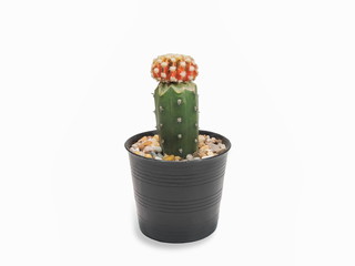 view of Gymnocalycium LB2178 Hybrid Cactus in black flower pot isolated on white background.