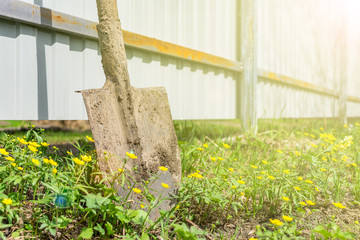 A dirty shovel stands near a fence on the grass in the garden on a bright sunny spring day