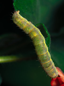 Caterpillar Macro