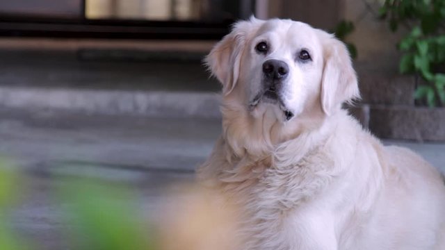 Old Golden Retriever Looking Around after Hearing a Sound