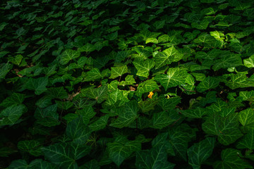 Intensely green wild ivy in a botanical park