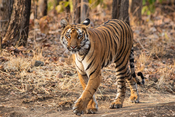 Tiger walking straight towards the camera on a road