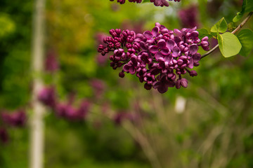 Beautiful violet lilac acid.