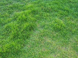 grass background in the park  with copy space.Green lawn texture. The surface of the lawn is not smooth