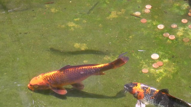 Large Koi Fish Swimming and Eating in Pond