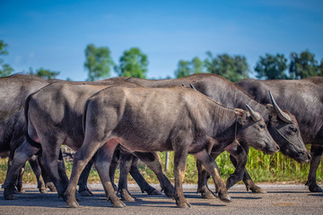 Fototapeta premium The buffalo is the farmer's pet. Many buffalo