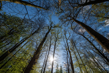 The sun peeks through the trees in a forest in spring