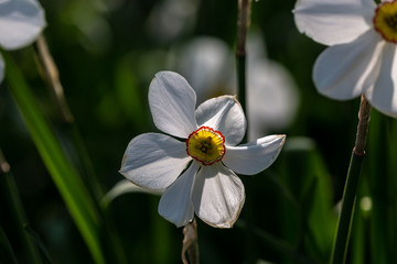 Blooming white narcissus in spring