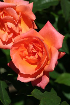 Rosa Julie Delbard