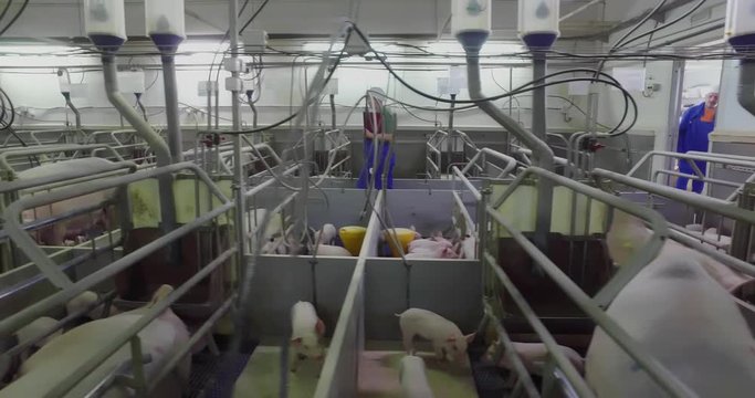 Many big fat and small pigs in farm, female farmer checks animals, wide tracking shot