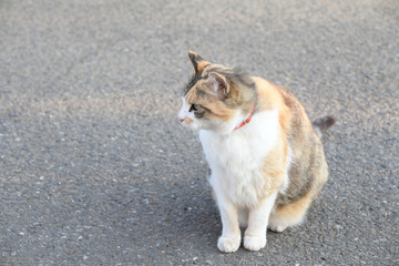 外猫（１０歳）