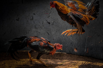 Fighting cock Gamecocks are considered a folk sport. © Thanaphat