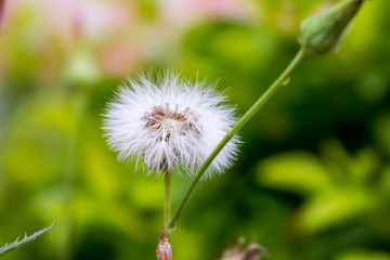 dandelion with green background