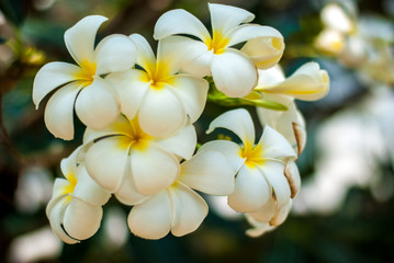 Obraz na płótnie Canvas Plumeria, white and yellow flower buds