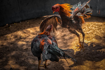 Fighting cock Gamecocks are considered a folk sport. © Thanaphat